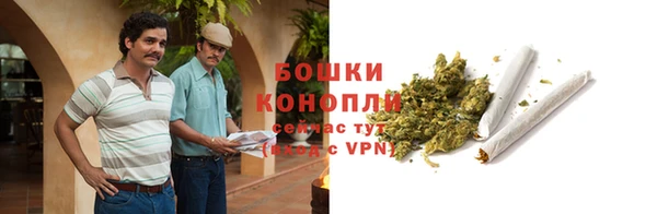 прущие грибы Белокуриха